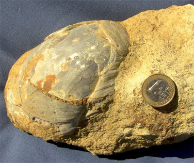 Gryphaea